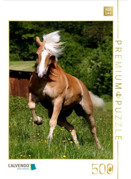 CALVENDO Puzzle Ein Motiv aus dem Kalender Pferde... fliegen ohne Flügel | 500 Teile Lege-Größe 48 × 36 cm Foto-Puzzle für Erwachsene