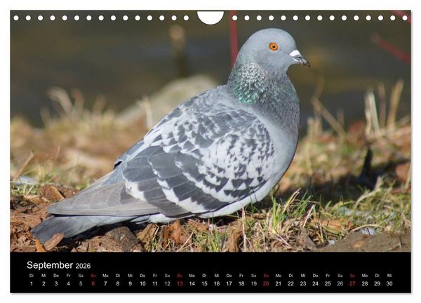 Produktbild: Tauben in der Stadt (Wandkalender 2026 DIN A4 quer), CALVENDO Monatskalender