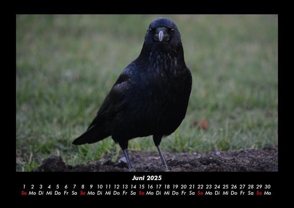 Produktbild: Vogelparadies 2025 Fotokalender DIN A3