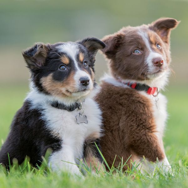 Produktbild: Hundewelpen / Puppy Dogs 2027