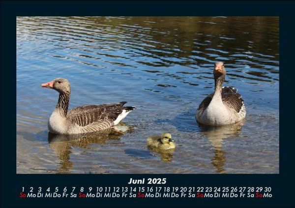 Produktbild: Enten 2025 Fotokalender DIN A5