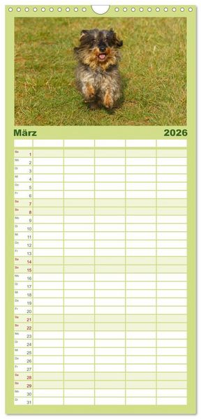 Produktbild: Familienplaner 2026 - Der Zwergrauhaardackel - Eigensinnig und Liebenswert mit 5 Spalten (Wandkalender, 21 x 45 cm) CALVENDO