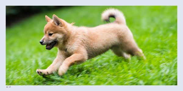 Produktbild: The Dogist Puppies