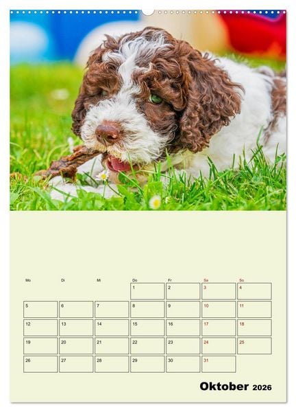 Produktbild: Lagotto Romagnolo - Der Tr&uuml;ffelhund Italiens - Planer (hochwertiger Premium Wandkalender 2026 DIN A2 hoch), Kunstdruck in Hochglanz