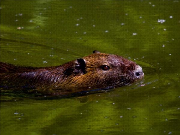 Produktbild: CALVENDO Puzzle Nutria 1000 Teile Lege-Gr&ouml;&szlig;e 64 x 48 cm Foto-Puzzle Bild von Ursula Di Chito