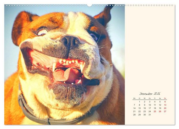 Produktbild: Dicke Freunde. Englische Bulldoggen (Wandkalender 2026 DIN A2 quer), CALVENDO Monatskalender