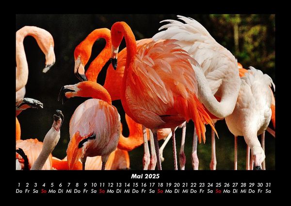 Produktbild: Welt der Tiere 2025 Fotokalender DIN A3