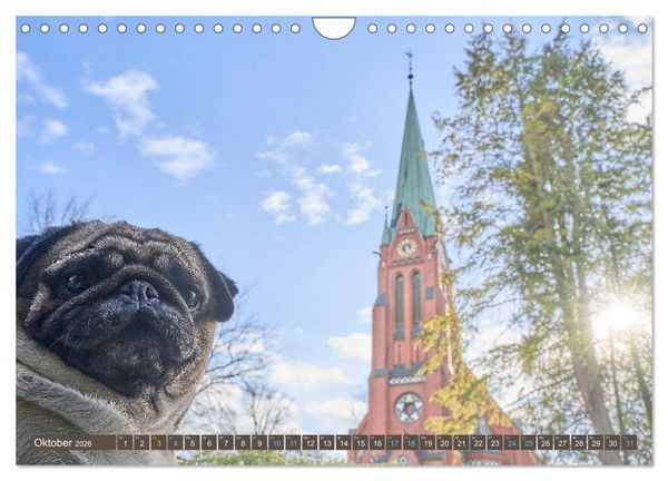 Produktbild: Reinbek mopsfidel (Wandkalender 2026 DIN A4 quer), CALVENDO Monatskalender