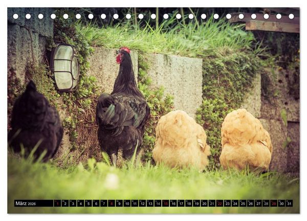 Produktbild: H&uuml;hner in meinem Garten (Tischkalender 2026 DIN A5 quer), CALVENDO Monatskalender