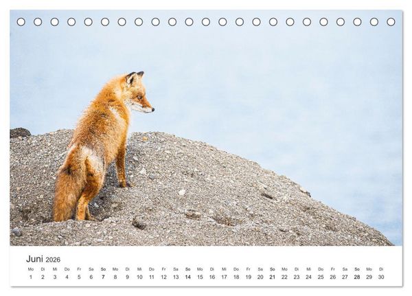 Produktbild: Flinke F&uuml;chse (Tischkalender 2026 DIN A5 quer), CALVENDO Monatskalender