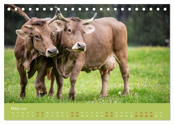 Produktbild: Allg&auml;uer Rindvieh 2027 (Tischkalender 2027 DIN A5 quer), CALVENDO Monatskalender