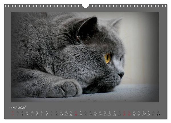 Produktbild: GRAUE ENGEL Britischkurzhaar-Katzen (Wandkalender 2026 DIN A3 quer), CALVENDO Monatskalender