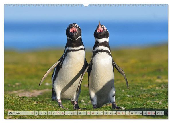 Produktbild: Pinguine der Falkland Inseln (hochwertiger Premium Wandkalender 2026 DIN A2 quer), Kunstdruck in Hochglanz