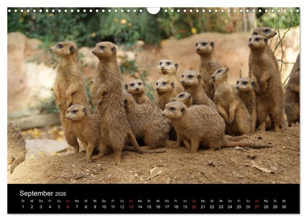 Produktbild: Erdm&auml;nnchen &ndash; Zusammen sind wir stark (Wandkalender 2026 DIN A3 quer), CALVENDO Monatskalender