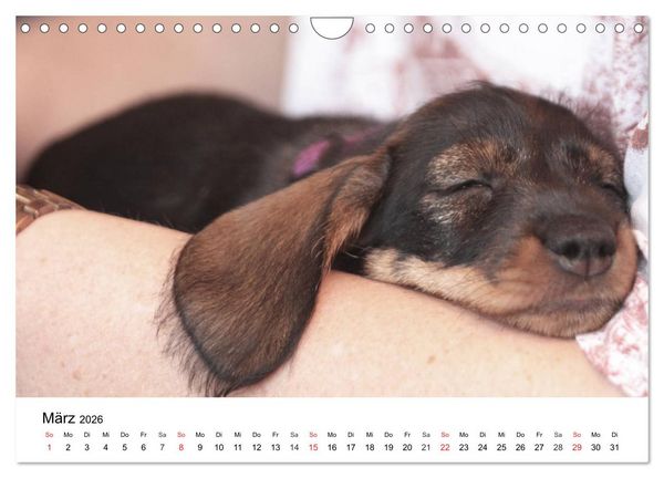 Produktbild: Ein Dackelkind blickt zur&uuml;ck (Wandkalender 2026 DIN A4 quer), CALVENDO Monatskalender