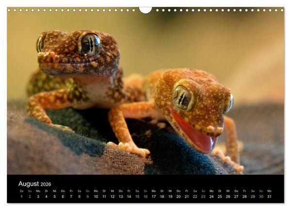 Produktbild: Reptilien (Wandkalender 2026 DIN A3 quer), CALVENDO Monatskalender