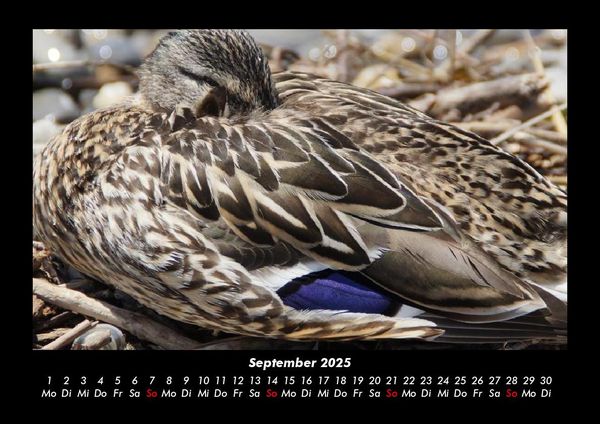 Produktbild: Enten 2025 Fotokalender DIN A3