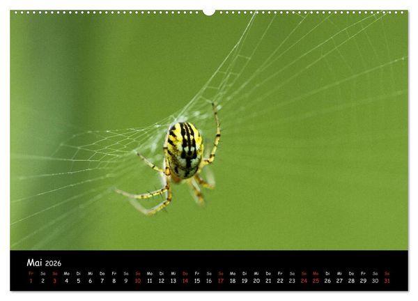 Produktbild: Heimische Spinnen (hochwertiger Premium Wandkalender 2026 DIN A2 quer), Kunstdruck in Hochglanz