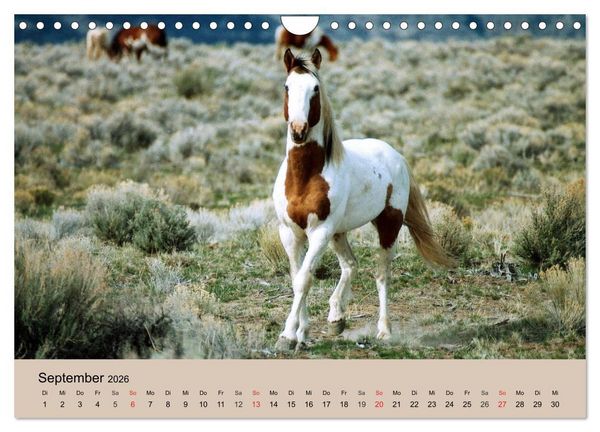 Produktbild: Wildpferde. Frei wie der Wind (Wandkalender 2026 DIN A4 quer), CALVENDO Monatskalender