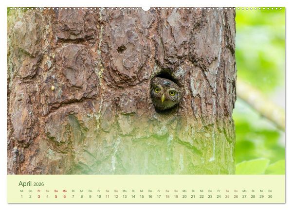 Produktbild: Eulen und M&auml;use (hochwertiger Premium Wandkalender 2026 DIN A2 quer), Kunstdruck in Hochglanz