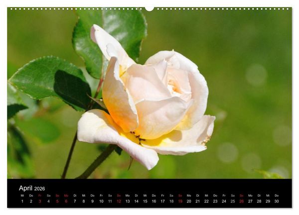 Produktbild: Baden bei Wien - Rosarium (hochwertiger Premium Wandkalender 2026 DIN A2 quer), Kunstdruck in Hochglanz