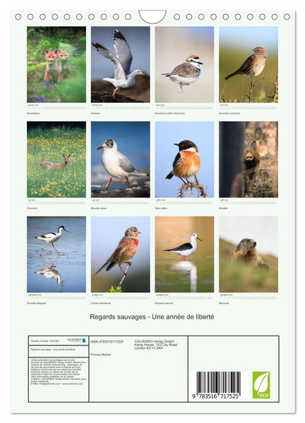 Produktbild: Regards sauvages - Une ann&eacute;e de libert&eacute; (Calendrier mural 2026 DIN A4 horizontal), CALVENDO calendrier mensuel
