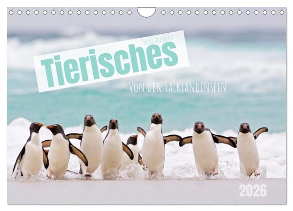 Produktbild: Tierisches von den Falklandinseln (Wandkalender 2026 DIN A4 quer), CALVENDO Monatskalender