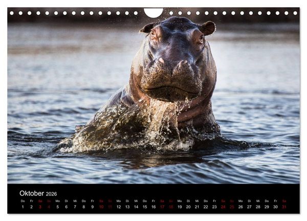 Produktbild: Afrika - Faszination Tierwelt (Wandkalender 2026 DIN A4 quer), CALVENDO Monatskalender