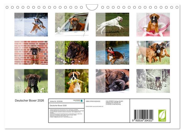 Produktbild: Deutscher Boxer 2026 (Wandkalender 2026 DIN A4 quer), CALVENDO Monatskalender