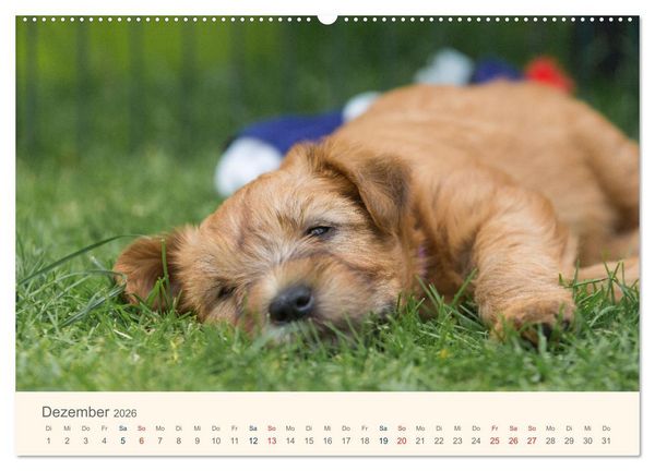 Produktbild: IRISH SOFT COATED WHEATEN TERRIER WELPEN 2026 (Wandkalender 2026 DIN A2 quer), CALVENDO Monatskalender