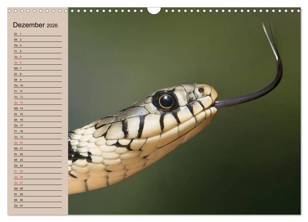 Produktbild: Schlangen (Wandkalender 2026 DIN A3 quer), CALVENDO Monatskalender
