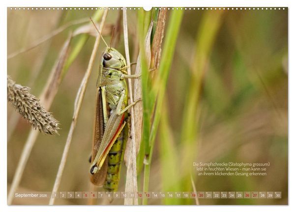Produktbild: Frankens Insekten (hochwertiger Premium Wandkalender 2026 DIN A2 quer), Kunstdruck in Hochglanz