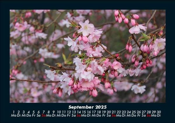 Produktbild: Blumenzauber 2025 Fotokalender DIN A5