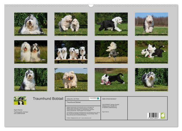 Produktbild: Traumhund Bobtail (Wandkalender 2026 DIN A2 quer), CALVENDO Monatskalender