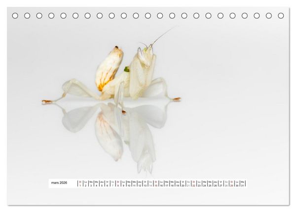 Produktbild: La Mante Orchid&eacute;e (Calendrier de bureau 2026 DIN A5 vertical), CALVENDO calendrier mensuel
