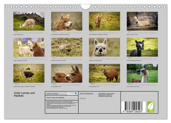 Produktbild: Unter Lamas und Alpakas (Wandkalender 2027 DIN A4 quer), CALVENDO Monatskalender