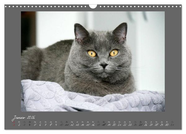 Produktbild: GRAUE ENGEL Britischkurzhaar-Katzen (Wandkalender 2026 DIN A3 quer), CALVENDO Monatskalender