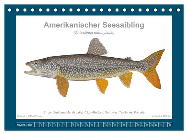 Produktbild: Fisch als Kunst 2026: Amerikanische Saiblinge (Tischkalender 2026 DIN A5 quer), CALVENDO Monatskalender