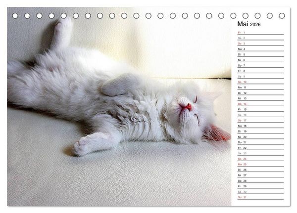 Produktbild: Aus der Kinderstube der Perserkatze (Tischkalender 2026 DIN A5 quer), CALVENDO Monatskalender
