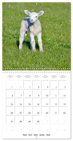 Produktbild: The wonderful world of sheep (Wall Calendar 2026 12 &times; 12 Inch) CALVENDO 12 Month Wall Calendar