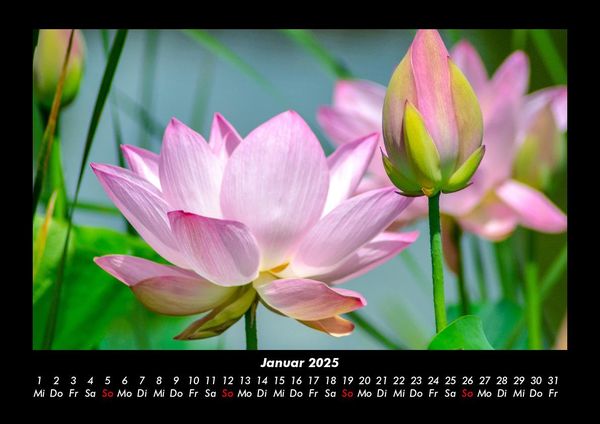 Produktbild: Blumentraum 2025 Fotokalender DIN A3