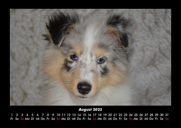 Produktbild: Welpen 2025 Fotokalender DIN A3