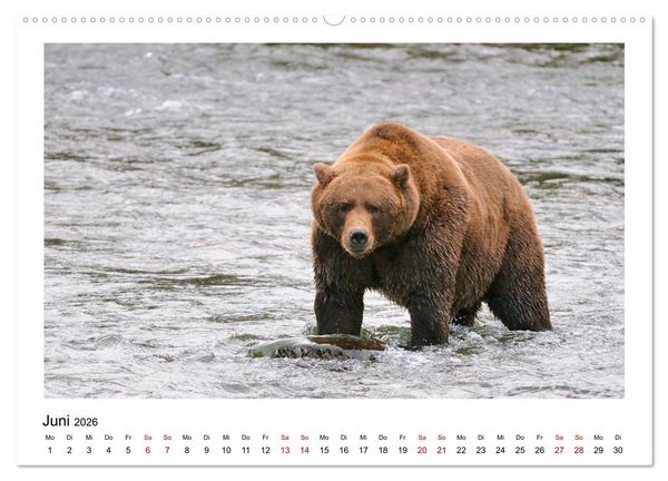 Produktbild: Braunb&auml;ren in Alaska (Wandkalender 2026 DIN A2 quer), CALVENDO Monatskalender