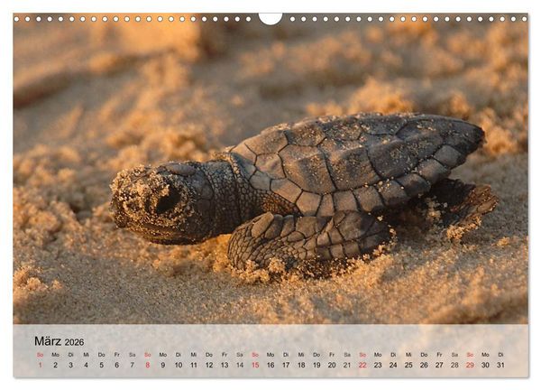 Produktbild: Meeresschildkr&ouml;ten. Nomaden der Ozeane (Wandkalender 2026 DIN A3 quer), CALVENDO Monatskalender