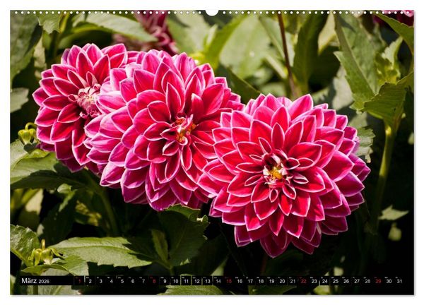 Produktbild: Dahlia - Dahlien (hochwertiger Premium Wandkalender 2026 DIN A2 quer), Kunstdruck in Hochglanz