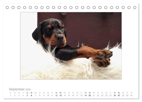 Produktbild: Dobermann Welpen (Tischkalender 2026 DIN A5 quer), CALVENDO Monatskalender
