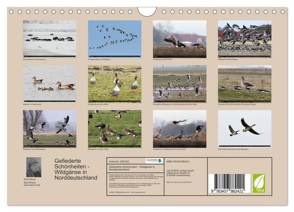 Produktbild: Gefiederte Sch&ouml;nheiten - Wildg&auml;nse in Norddeutschland (Wandkalender 2026 DIN A4 quer), CALVENDO Monatskalender