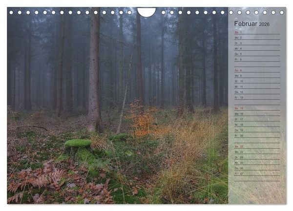 Produktbild: Unser Wald - Magische Sichten in norddeutsche W&auml;lder / Geburtstagskalender (Wandkalender 2026 DIN A4 quer), CALVENDO Monatskalender