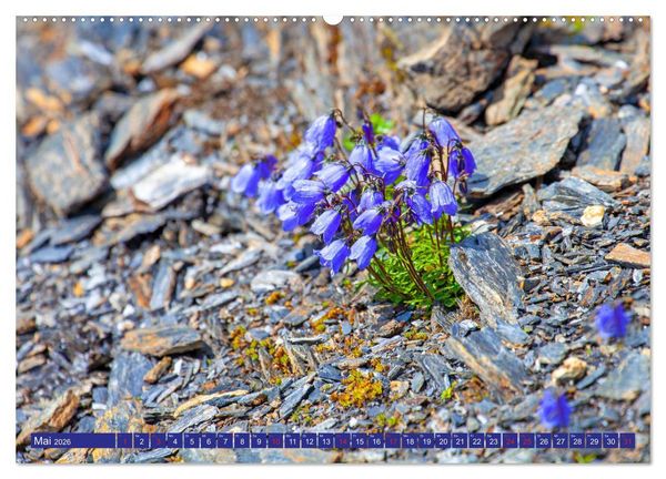 Produktbild: Meine sch&ouml;nsten Alpenblumen (Wandkalender 2026 DIN A2 quer), CALVENDO Monatskalender