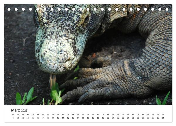 Produktbild: Faszination - Echsen (Tischkalender 2026 DIN A5 quer), CALVENDO Monatskalender